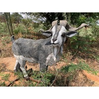 Wildcrete Australian Feral Goat 3D Archery Target